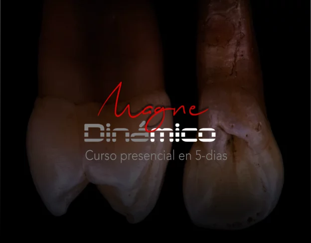 Magne Education biomimetic restorative dentistry Continuing Education course visuel Dinamico